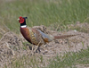 Ring necked Pheasant